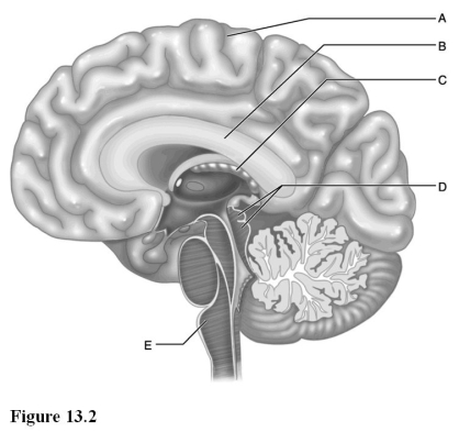<strong> Use the diagram above to answer the following questions. Which letter indicates the corpora quadrigemina, meaning four bodies?</strong> A) A B) B C) C D) D E) E