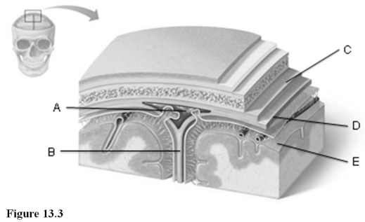 <strong> Use the diagram above to answer the following questions. Which letter indicates the meningeal layer of the dura mater?</strong> A) A B) B C) C D) D E) E