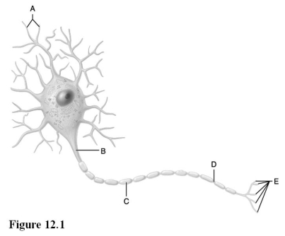 <strong> Use the diagram pictured above to answer the following questions. Axodendritic synapses occur between letter E on the diagram and this region on a proximal neuron.</strong> A) A B) B C) C D) D E) E