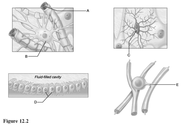<strong> Use the diagrams above to answer the following questions. Identify which diagram represents cells that produce and circulate cerebrospinal fluid.</strong> A) A B) B C) C D) D E) E