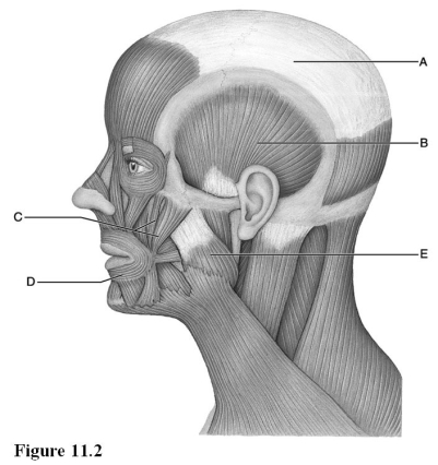 Use the diagram above to answer the following questions. -Identify the letter that indicates the masseter.