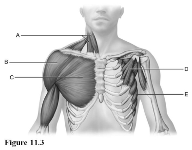 Use the diagram above to answer the following questions. -Identify the letter that indicates the pectoralis major.
