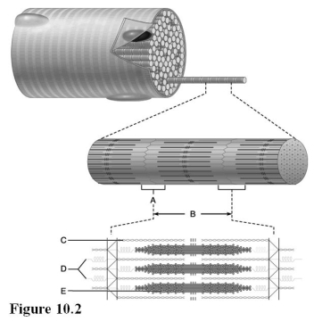 Use the diagram above to answer the following questions. -Identify the letter that indicates the thin (actin) filament.