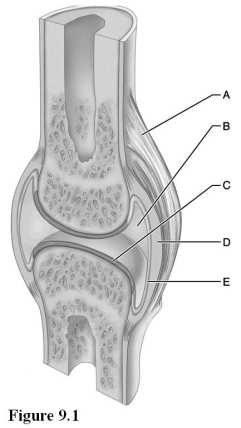 <strong>  Use the diagram above to answer the following questions. Which letter indicates the layer of the articular capsule that is the most highly vascularized?</strong> A) A B) B C) C D) D E) E <div style=padding-top: 35px> 