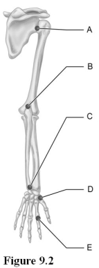   Use the diagram above to answer the following questions. -Which letter indicates a synovial, diarthrotic, saddle type of joint?