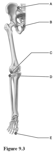   Use the diagram above to answer the following questions. -Which letter indicates an example of an interphalangeal joint?