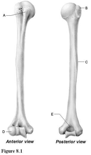<strong> Use the diagram above to answer the following questions. Which letter indicates the bony landmark of the humerus that articulates with the head of the radius?</strong> A) A B) B C) C D) D E) E