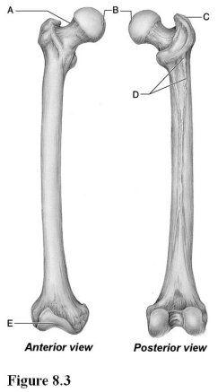 <strong> Use the diagram above to answer the following questions. Which letter indicates a depression that is the site where a femoral ligament attaches to the acetabulum?</strong> A) A B) B C) C D) D E) E