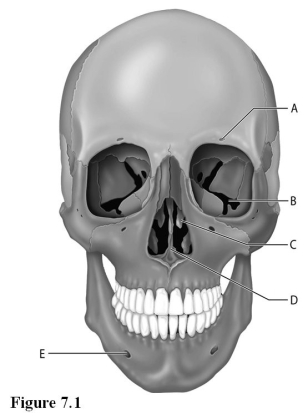 <strong> Use the diagram above to answer the following questions. Which letter indicates a bony projection from the ethmoid bone?</strong> A) A B) B C) C D) D E) E