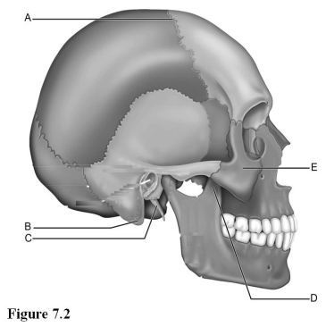 <strong> Use the diagram above to answer the following questions. Which letter indicates the styloid process of the temporal bone?</strong> A) A B) B C) C D) D E) E