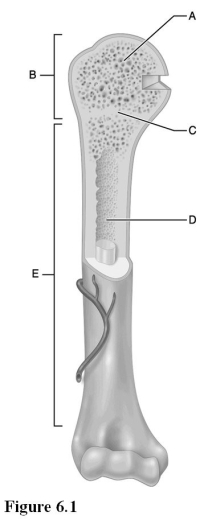 <strong>  Use the diagram above to answer the following questions. Which letter indicates the region of the long bone comprised of trabecular bone?</strong> A) A B) B C) C D) D E) E <div style=padding-top: 35px> 