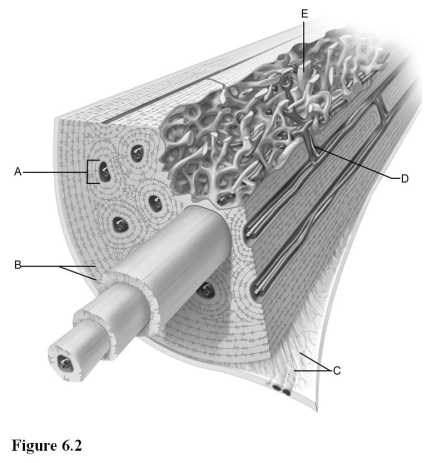 Use the diagram above to answer the following questions. -Which letter indicates the circumferential lamellae?