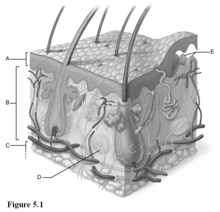 <strong> Use the diagram above to answer the following questions. Which letter indicates projections from the dermis that reduce blister formation?</strong> A) A B) B C) C D) D E) E