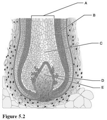 <strong> Use the diagram above to answer the following questions. Which letter indicates a layer of cells that are derived from the epidermis?</strong> A) A B) B C) C D) D E) E
