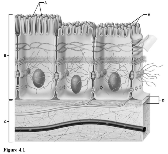 Use the diagram above to answer the following questions. -Which letter indicates the epithelium?