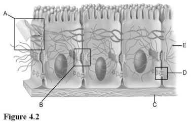 Use the diagram above to answer the following questions. -Which letter indicates junctions commonly associated with tissues under mechanical stress?