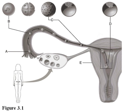 Use the diagram above to answer the following questions. -Which letter indicates the oocyte?