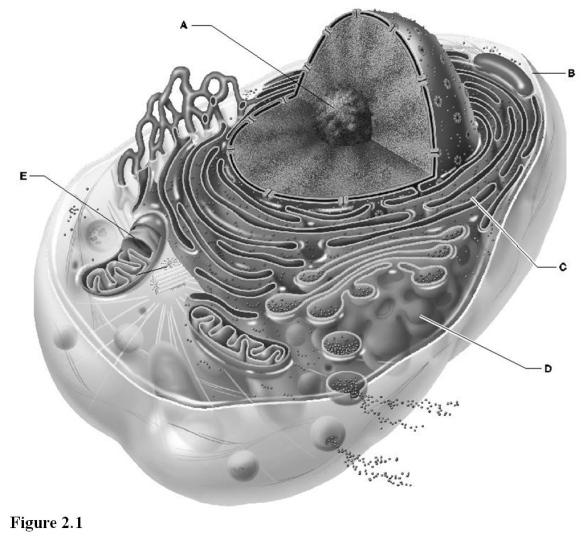 <strong> Use the diagram above to answer the following questions. Which letter indicates the plasma membrane?</strong> A) A B) B C) C D) D E) E