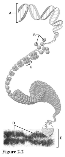 Use the diagram above to answer the following questions. -Which letter indicates the chromatid?