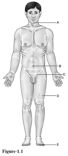 <strong>  Use the diagram above to answer the following questions. Which letter indicates the mental region?</strong> A) A B) B C) C D) D E) E <div style=padding-top: 35px> 