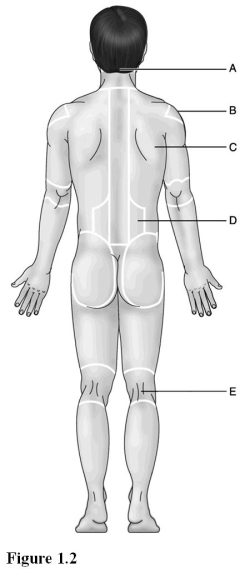 <strong>  Use the diagram above to answer the following questions. Which letter indicates the lumbar region?</strong> A) A B) B C) C D) D E) E <div style=padding-top: 35px> 