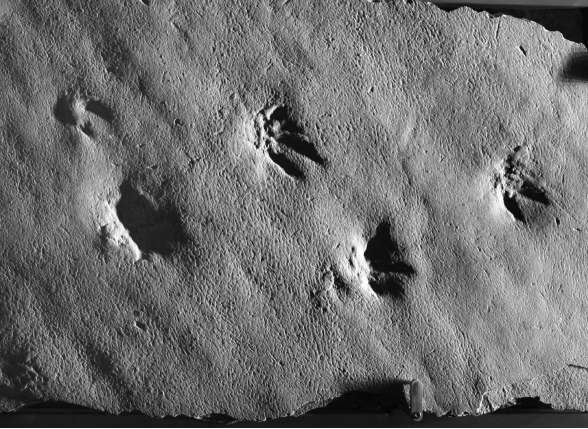 What type of fossil is shown in the picture?  