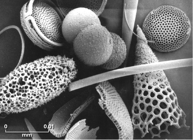 What type of fossil,examples of which are shown in the figure,is composed of remnants of plankton,algae,bacteria,and pollen?  