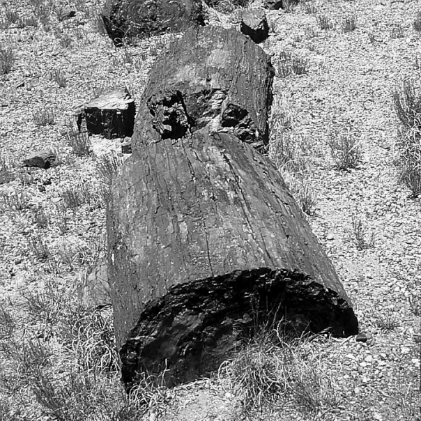Petrified wood,such as shown in the figure below,is an example of what type of fossil?