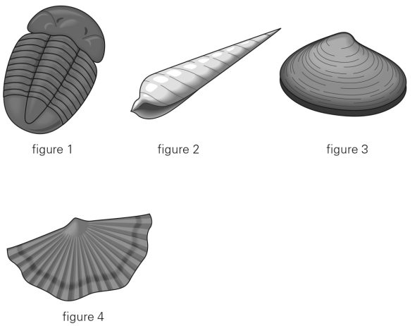 Which of the following is a brachiopod?  