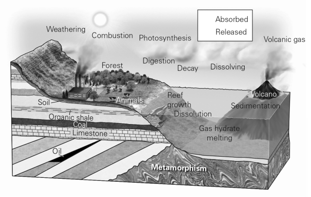 <strong>The figure below shows parts of the global carbon cycle.Where would nonliving processes of the carbon cycle be most likely to occur? </strong> A) weathering B) sedimentation C) metamorphism D) soil