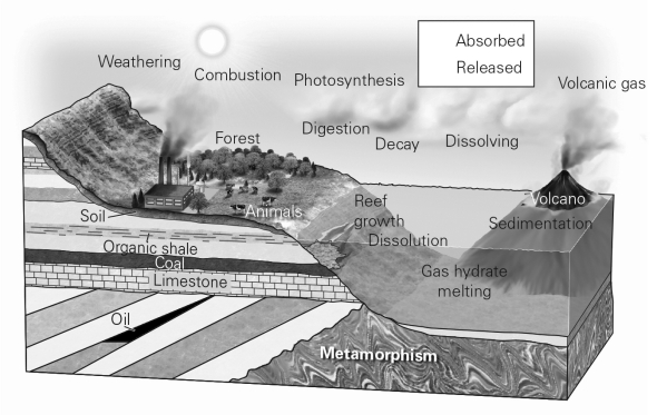 <strong>Which of the following processes releases carbon dioxide into the atmosphere? </strong> A) photosynthesis B) the weathering of silicate rocks C) volcanism D) the burial of organic matter