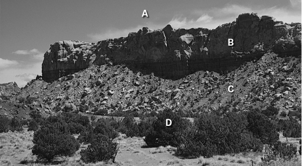 <strong>Which letter corresponds to talus in this image? </strong> A) A B) B C) C D) D