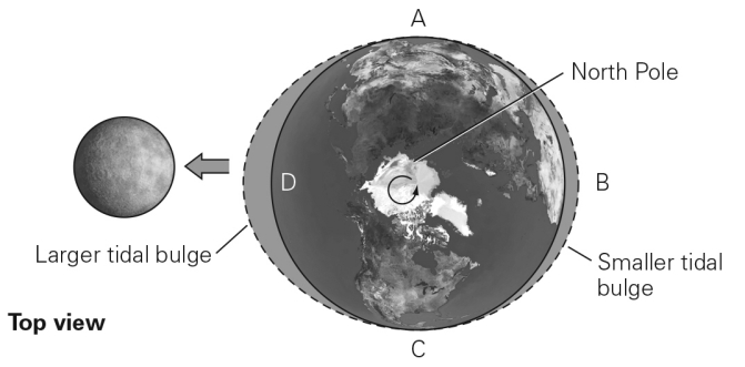 <strong>The picture below shows the two tidal bulges created in the oceans by the gravitational attraction of the Moon,from the perspective of looking down at the Earth from the North Pole.Where is low tide occurring in this picture?  </strong> A) locations B and D B) locations A,B,C and D C) locations A and C D) location B <div style=padding-top: 35px> 