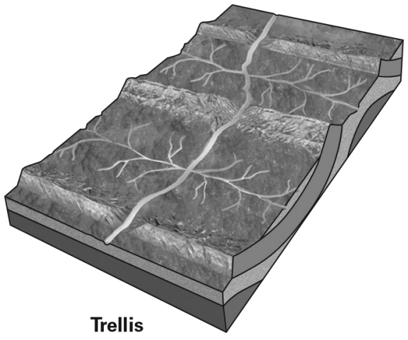 <strong>A trellis drainage network such as the one shown below is most like to form in landscapes develop on which type of geologic structure(s)or feature(s)?  </strong> A) volcanoes B) heavily fractured bedrock C) thick,uniform regolith D) anticlines and synclines <div style=padding-top: 35px> 