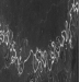 <strong>Meandering streams ________.  </strong> A) consist of a series of intertwined channels that are overloaded with sediment B) have flowing water either episodically or during only a portion of the year C) have a channel that is highly sinuous (curvy) D) are those that divert flow from streams they have intersected through stream erosion <div style=padding-top: 35px> 