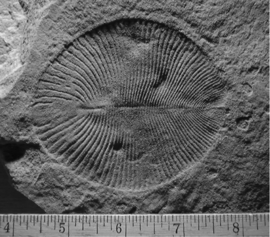 <strong>The enigmatic fossils of multicellular organisms that arose during the end of the Proterozoic Eon are known as the _______ fauna. </strong> A) Eukaryotic B) Cyanobacterial C) Ediacaran D) Pangaean
