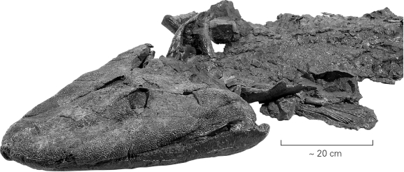 <strong>The fossil fish Tiktaalik made headlines in 2005 because it </strong> A) was preserved with a hook in its mouth and represents the oldest evidence of human fishing. B) was the largest shark ever recovered from the fossil record. C) represents a transitional form between lobe-finned fish and terrestrial vertebrates. D) was found alive in the modern deep ocean; previously,the fish was thought to be extinct.