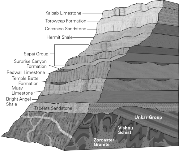 <strong>Look at the figure below.Notice the erosional surface on the top of the Muav Limestone.This contact between the Muav limestone and the Temple Butte Formation is an example of a(n) </strong> A) conformable contact. B) disconformity. C) nonconformity. D) angular unconformity.