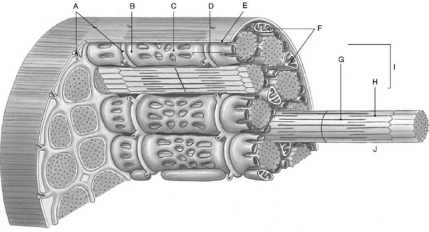 <strong> Figure 7-1 Structural Components of a Skeletal Muscle Fiber Use Figure 7-1 to identify the labeled part. Label A is pointing to</strong> A) myofibrils. B) Z lines. C) sarcoplasmic reticulum. D) T tubules. E) myofilaments.