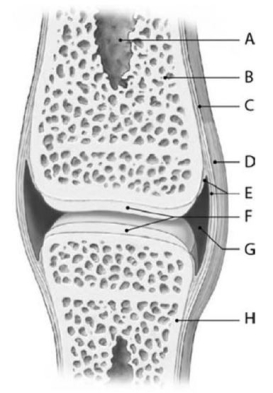 Figure 6-4 Synovial Joint (Sagittal Section) Use Figure 6-4 to identify the labeled part. -Structure D is the