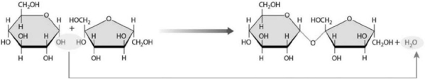 <strong> Figure 2-1 A Chemical Reaction Use Figure 2-1 to answer the following question: Determine which reaction is shown in the figure and specify its mechanism of action.</strong> A) The addition of a water molecule breaks down a complex molecule. B) The removal of a water molecule breaks down a complex molecule. C) Ionic bonds are broken apart as individual ions interact with the positive or negative ends of polar water molecules. D) The removal of a water molecule facilitates the union of two molecules. E) The addition of a water molecule facilitates the union of two molecules.