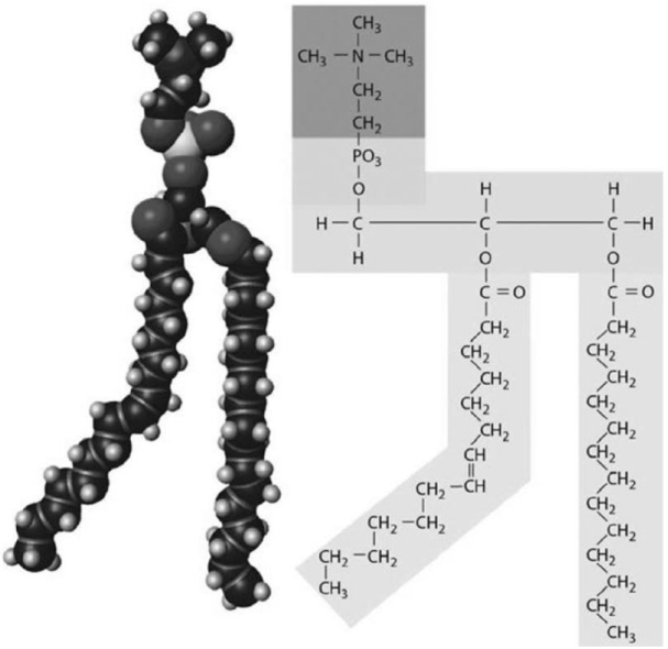 <strong> Figure 2-3 A Structure Use Figure 2-3 to answer the following question: Indicate the primary function(s) of the structure shown in the figure.</strong> A) structural component of cell membranes B) storage of glucose molecules C) energy source D) structural component of cell membranes, hormones, and digestive secretions in bile E) energy source, energy storage, and insulation
