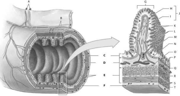 <strong> Figure 16-1 Structural Components of the Digestive Tract Use Figure 16-1 to identify the labeled part. Label A represents which structure(s)?</strong> A) myenteric plexus B) mesenteric artery and vein C) lymphatic vessel D) submucosal plexus E) mucosal gland