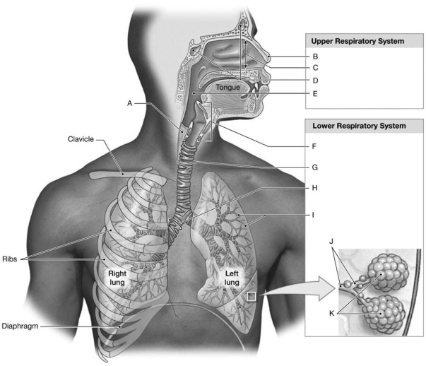 <strong> Figure 15-1 Components of the Respiratory System Use Figure 15-1 to identify the labeled part. Label E represents which structure(s)?</strong> A) larynx B) trachea C) pharynx D) bronchus E) bronchioles