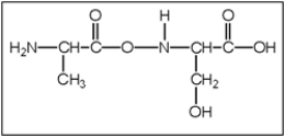 <strong>What is the correct structure of alanylserine? Alanine has a CH<sub>3</sub> functional group and serine has a CH<sub>2</sub>OH functional group.</strong> A) B) C) D) E)