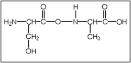 <strong>What is the correct structure of alanylserine? Alanine has a CH<sub>3</sub> functional group and serine has a CH<sub>2</sub>OH functional group.</strong> A) B) C) D) E)