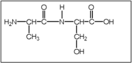 <strong>What is the correct structure of alanylserine? Alanine has a CH<sub>3</sub> functional group and serine has a CH<sub>2</sub>OH functional group.</strong> A) B) C) D) E)