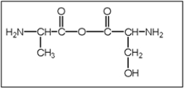 <strong>What is the correct structure of alanylserine? Alanine has a CH<sub>3</sub> functional group and serine has a CH<sub>2</sub>OH functional group.</strong> A) B) C) D) E)