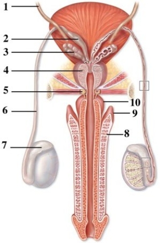 Gross & microscopic anatomy of the male & female reproductive systems. -This figure shows the duct system in the male reproductive tract. Which number indicates the seminal vesicle?