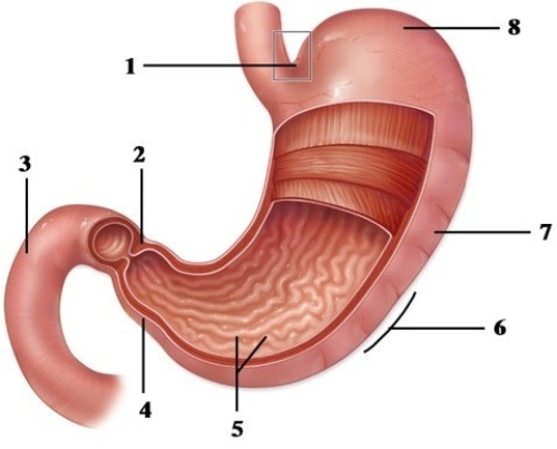 Mechanical & chemical processes of digestion. -This figure shows the stomach. What structure does number 3 indicate?